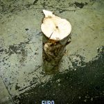 a log standing on end with 1p placed on top of it