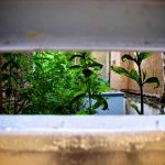 looking through a letterbox to see bare brick walls and lush green foliage
